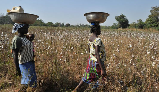 Miel, Beurre de Karité : Découvrez les saveurs de la Côte d'Ivoire!